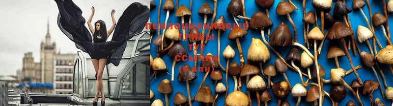 Галлюциногенные грибы MAGIC MUSHROOMS  купить наркотики сайты  Карталы 